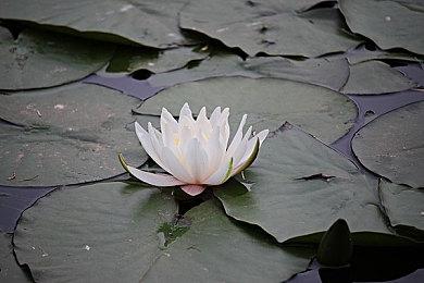 《SUIKAWA LEAD》Steam上线 创意声控动作解谜